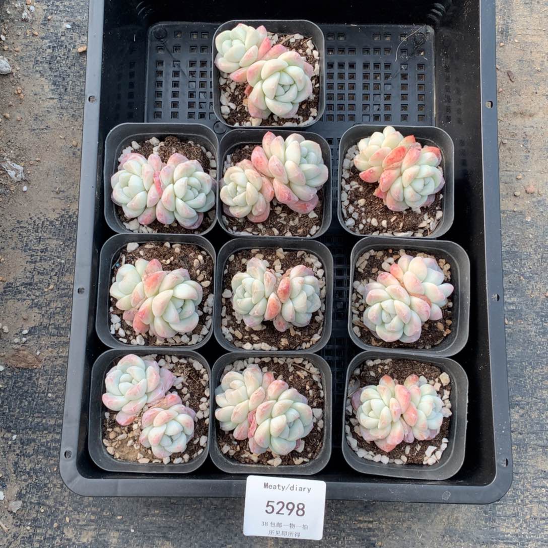 特5298冰玉小脸双头5厘米10颗一组脱土发