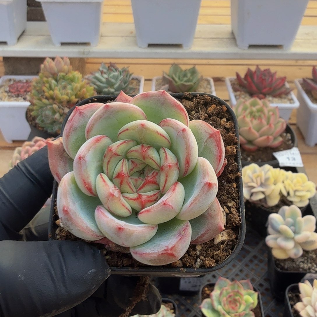 1214-21长相思单头