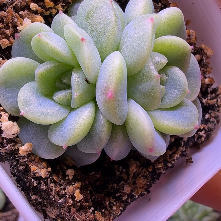 发财新品财富密码一物一拍