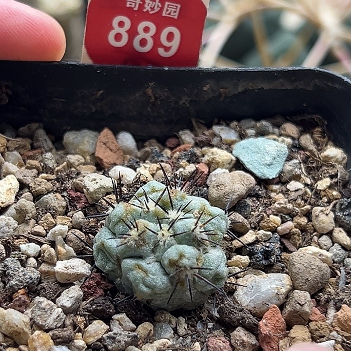 自根大尤帝王丸有斑