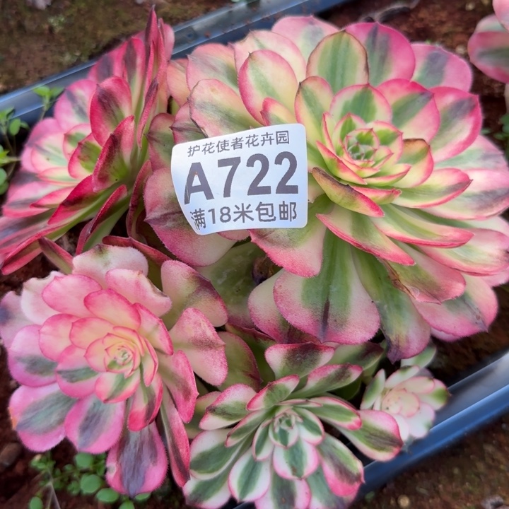 多肉 荔枝多肉法师植物