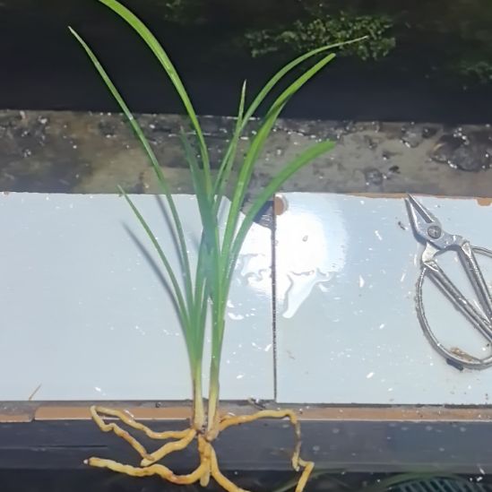 完全开放雅女子母苗