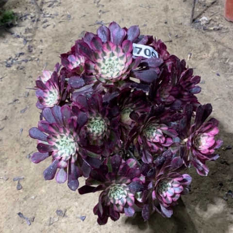 709红铜白23466788