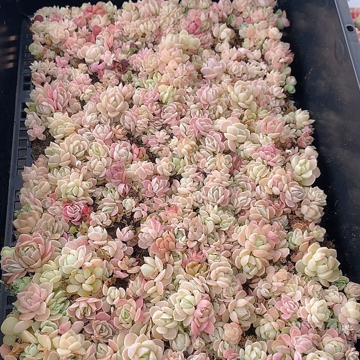 111 多肉植物盆栽花卉植物