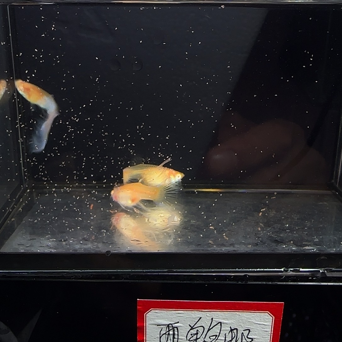 孔雀鱼天使彩虹绒球三条