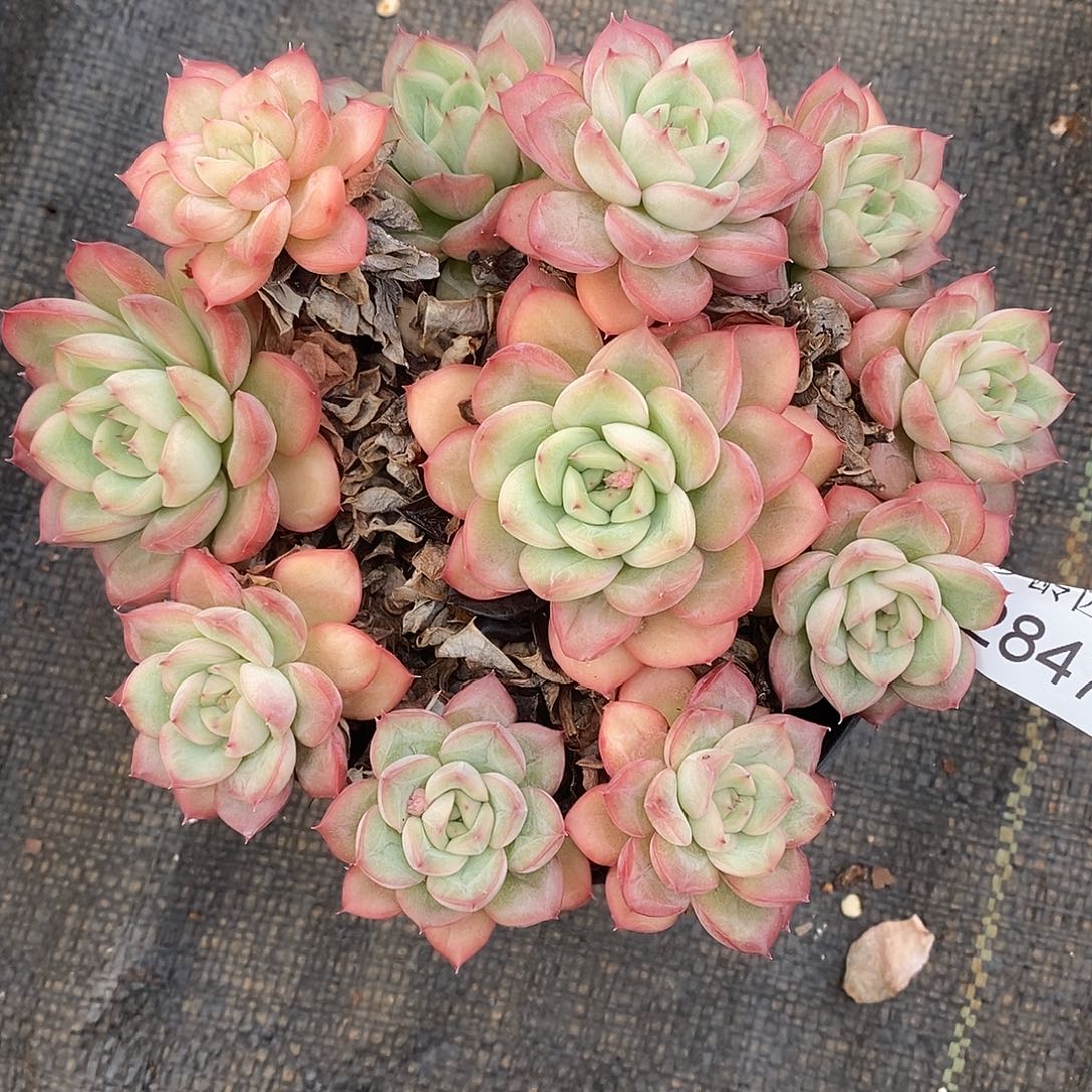 2847杂交老桩基地～15厘米