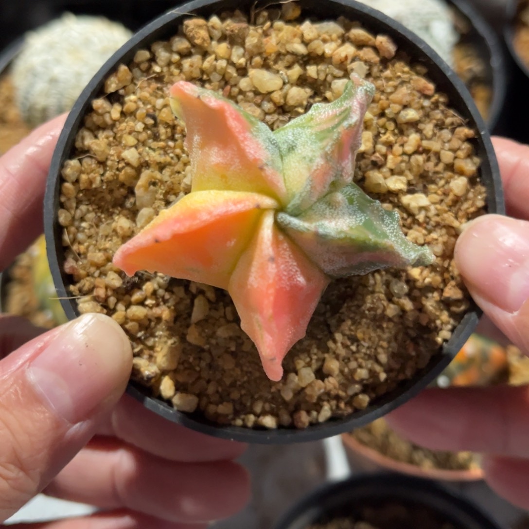 实生鸾凤玉一物一拍4