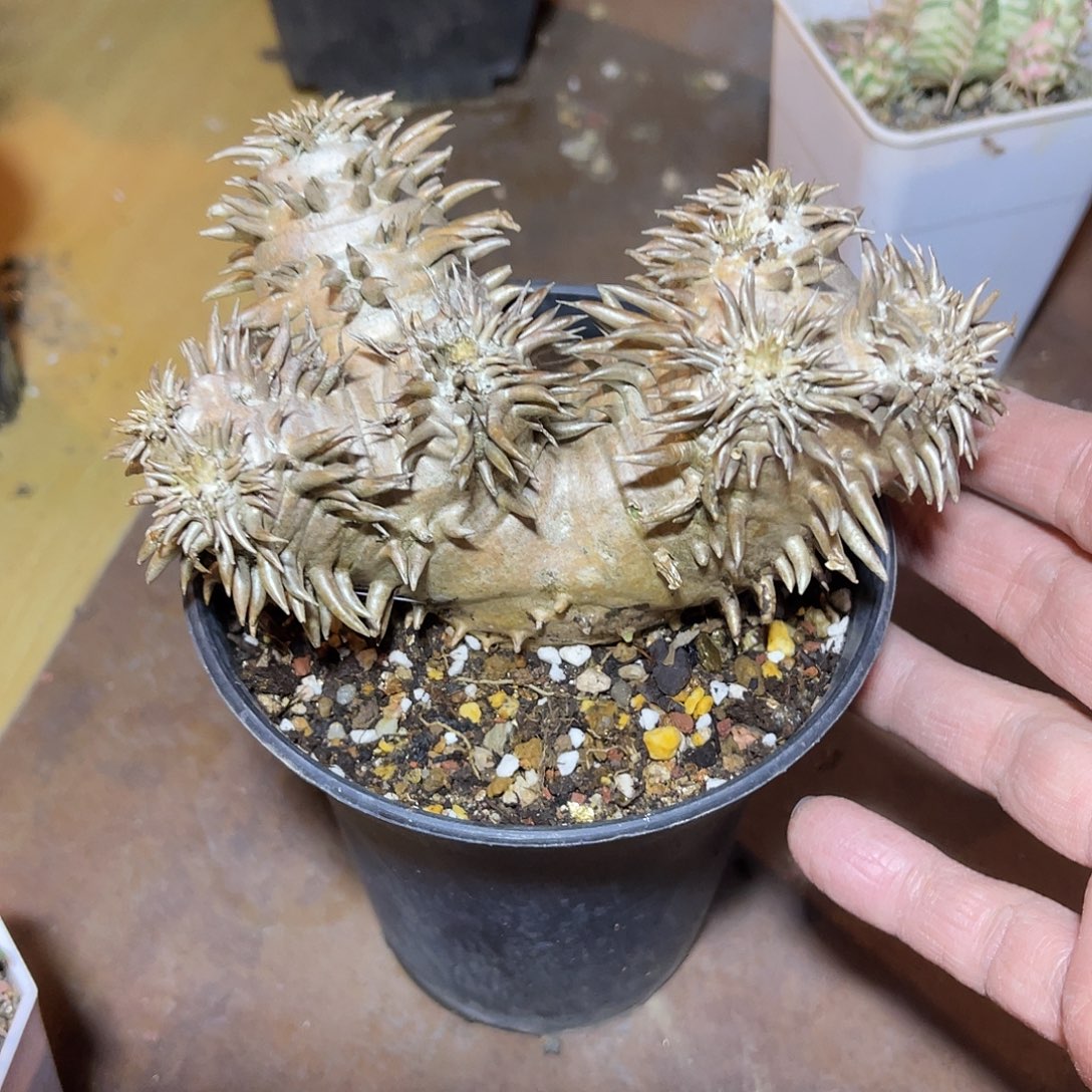 实生惠比大黑一物一拍