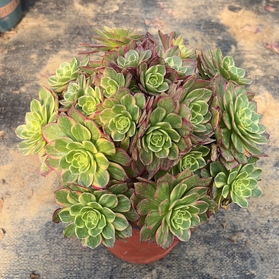 多肉植物万黄锦43