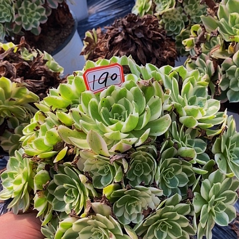歆***歆海王老桩捧花190号