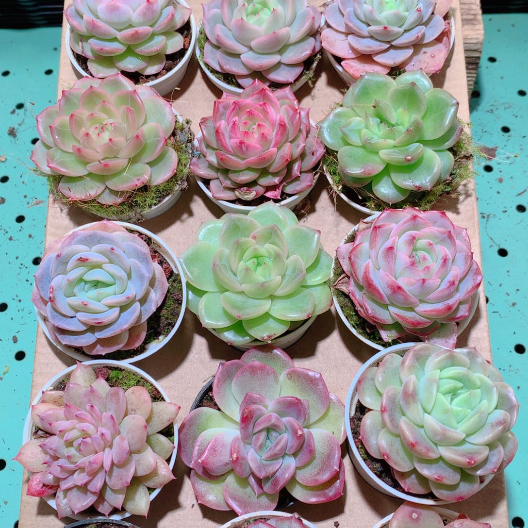 25-149一物一拍多肉带盆18颗