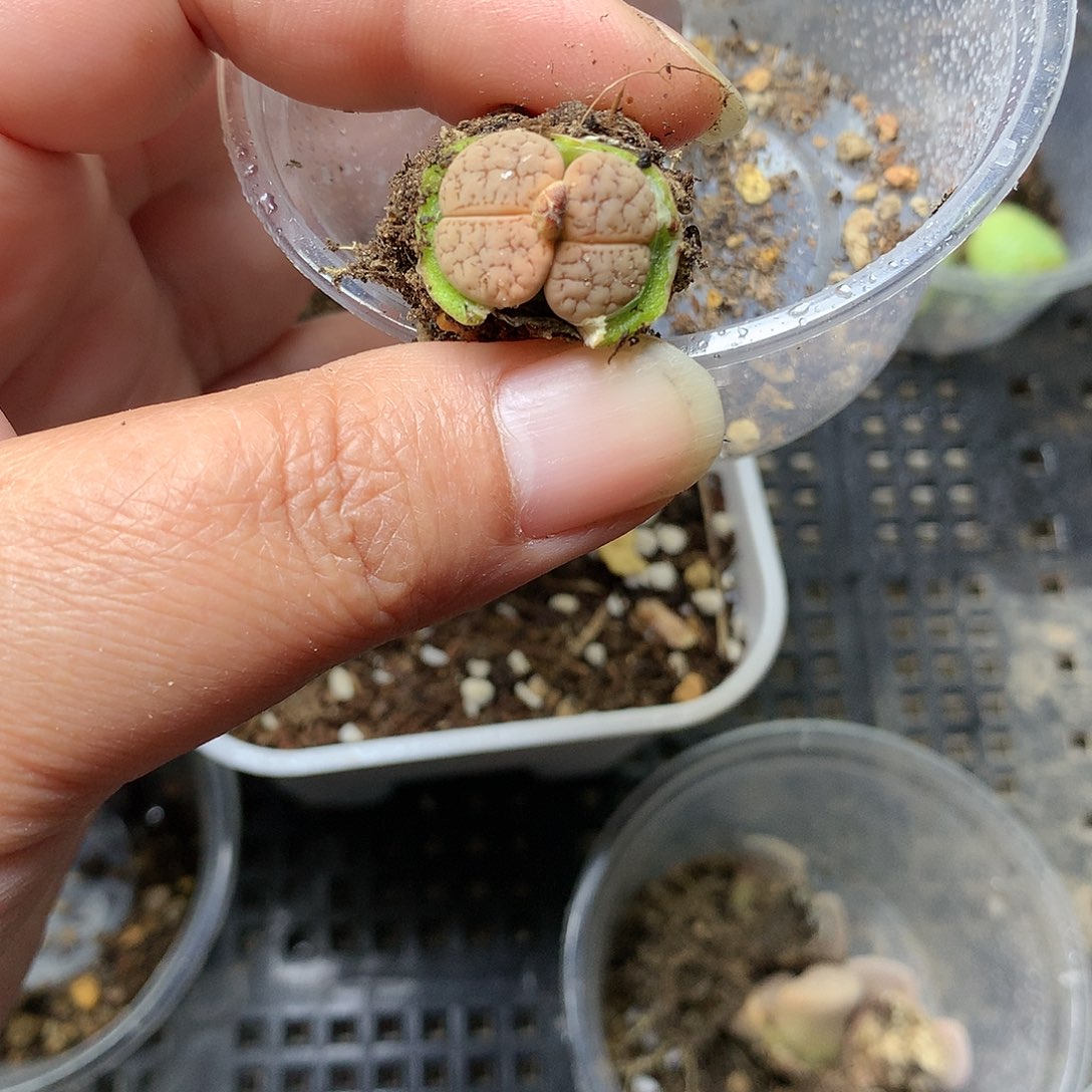 G188多肉植物保护研究所