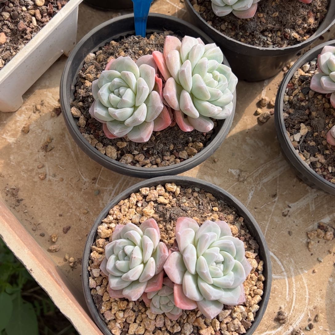 冉***慧695号冰玉多肉植物