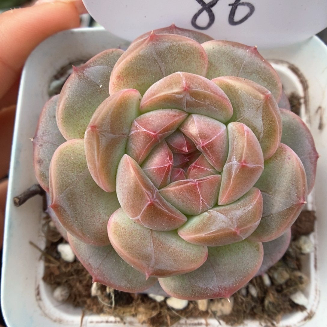 梦岚新品可拍86号。  