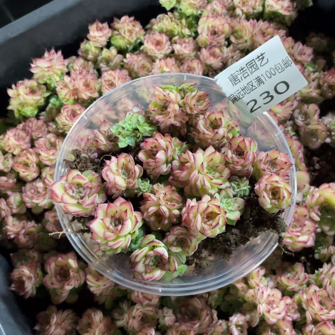 量拍麦秆一份一盒230