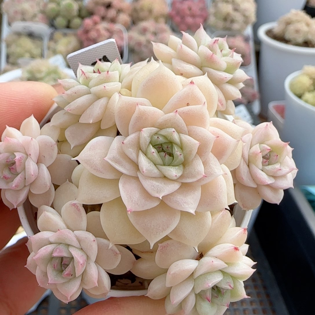 【闪购商品】0202-42（ttp-28-5）