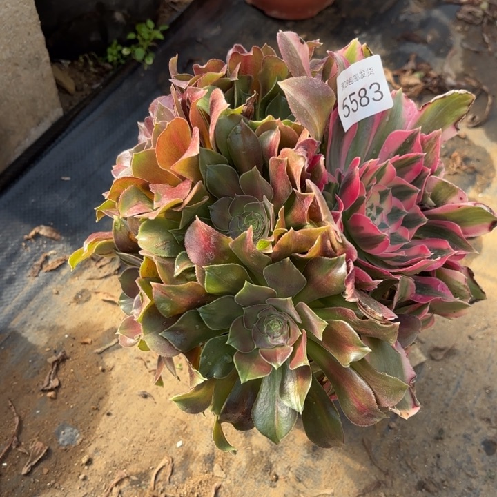 妖月阴阳多肉法师5583