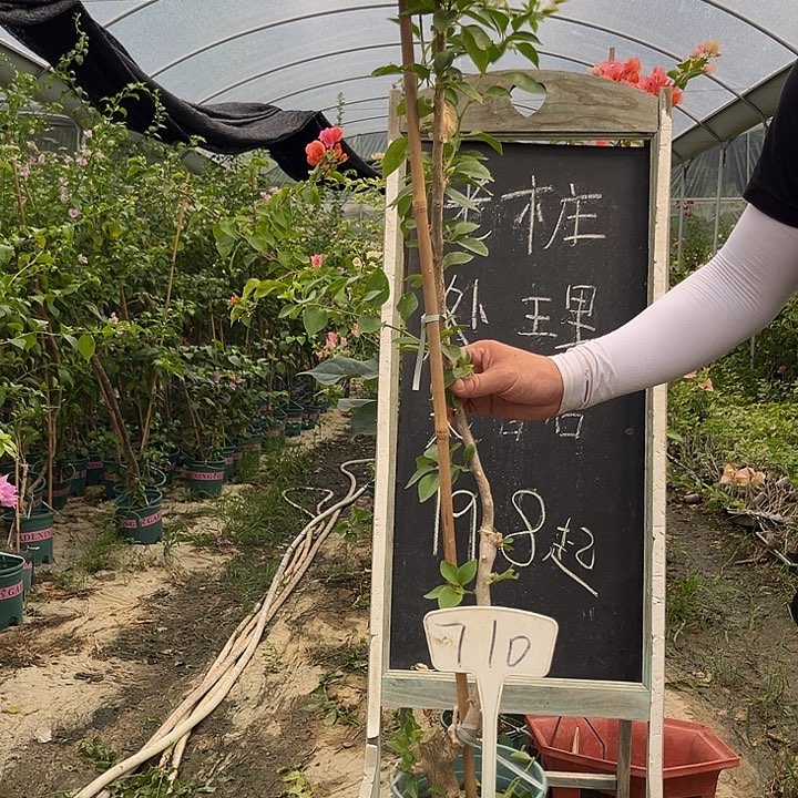 无花朵三角梅三角梅710