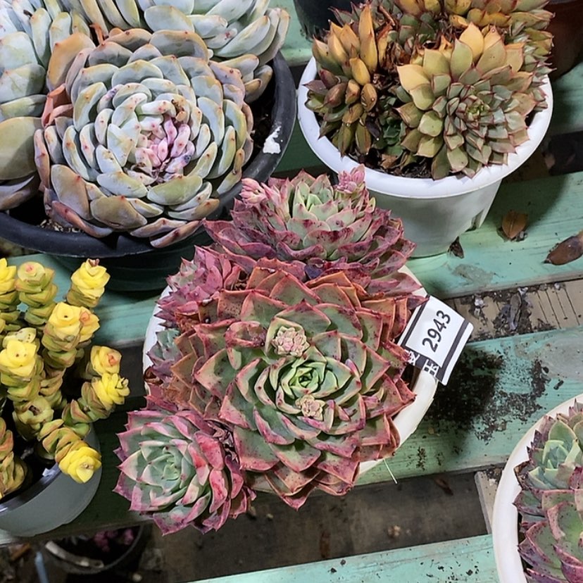 【闪购商品】贝拉多娜2943