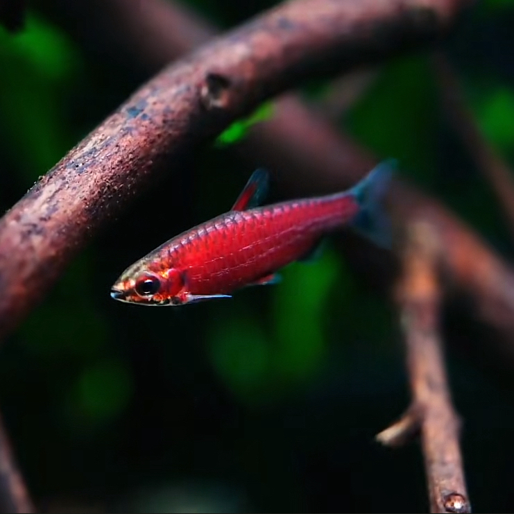【椿湫水族】胭脂铅笔灯鱼