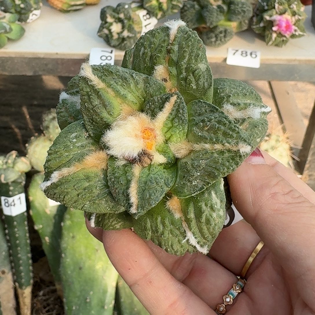 无花朵龟甲怒涛760