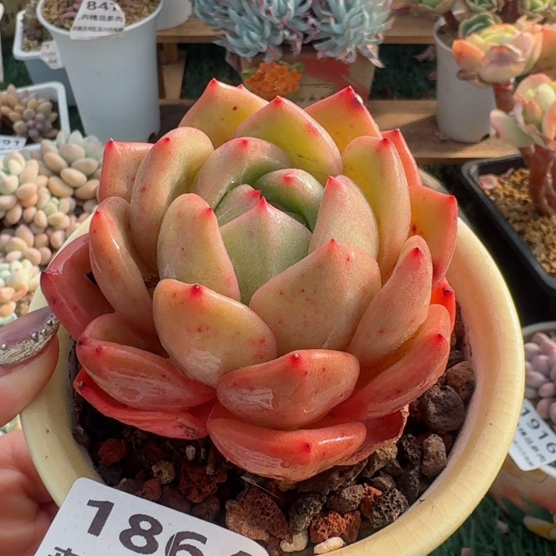 1864一物一拍（满28包邮）