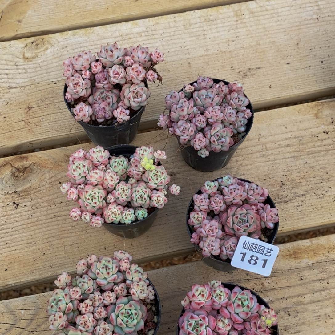 181多肉植物保护研究所所长助理