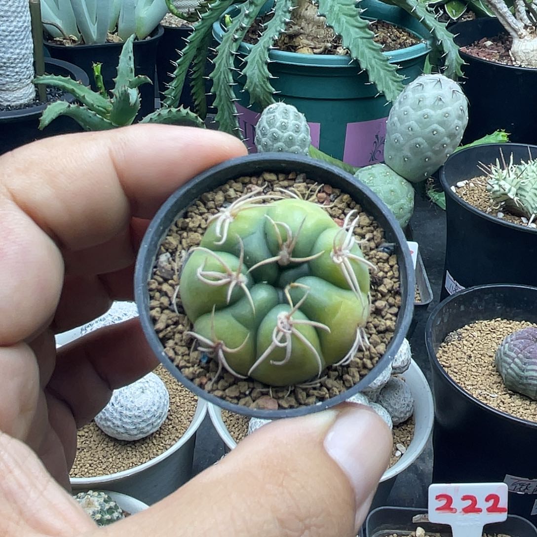 实生美刺海王黄体锦仙人球