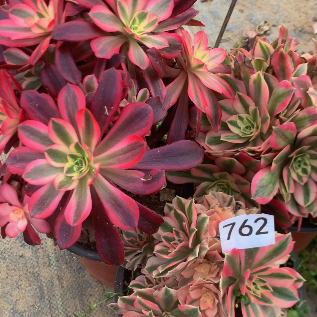 林*762特价有砍多肉十植物