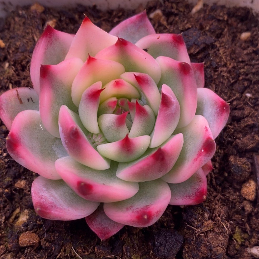 吉娃娃锦 多肉植物6