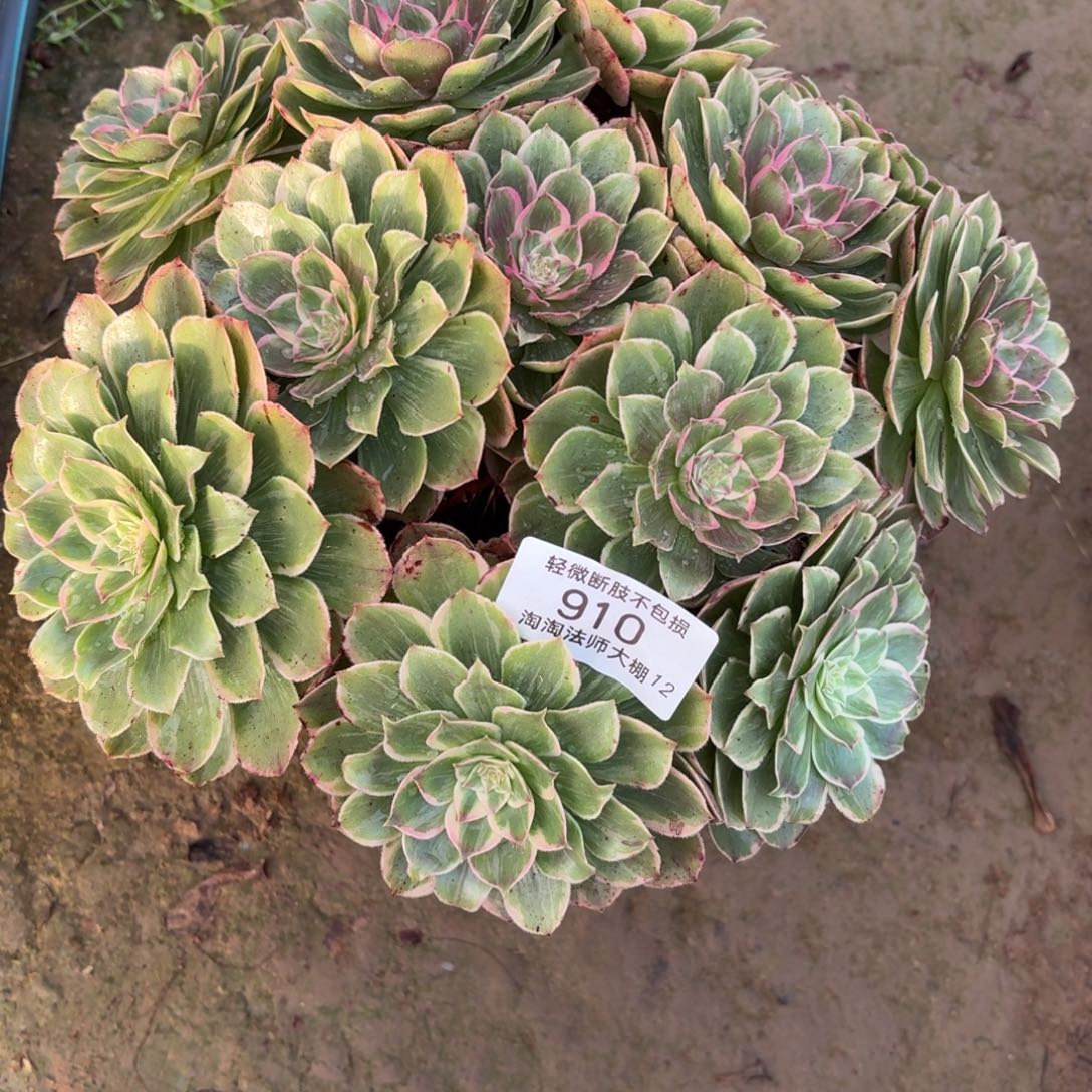 910莲花座多肉丛林多肉植物