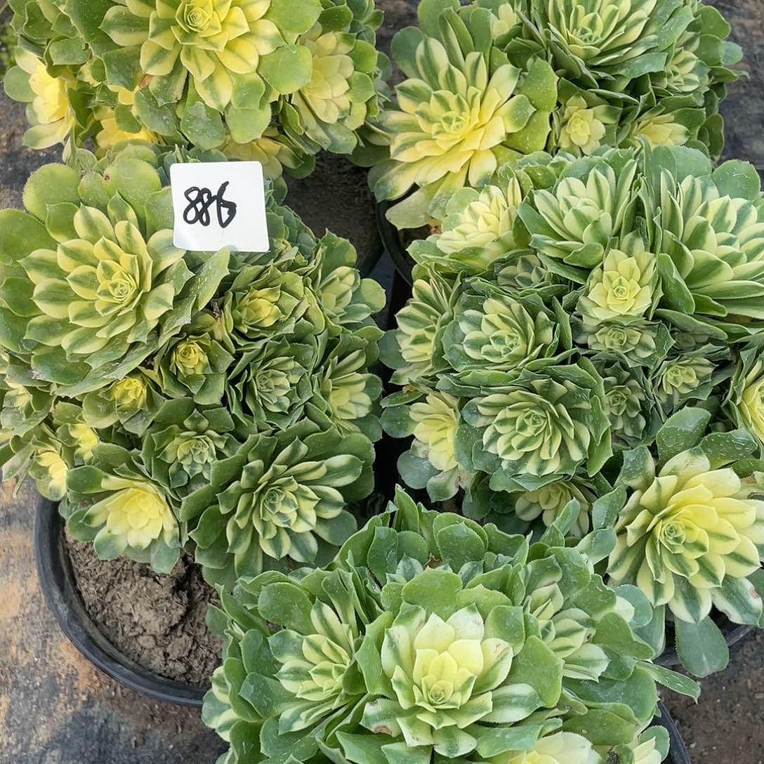 886法师植物辛尼亚量拍