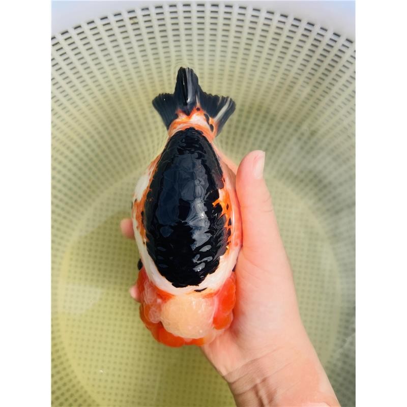 兰寿金鱼活体观赏鱼好养耐活淡水冷水精品鱼