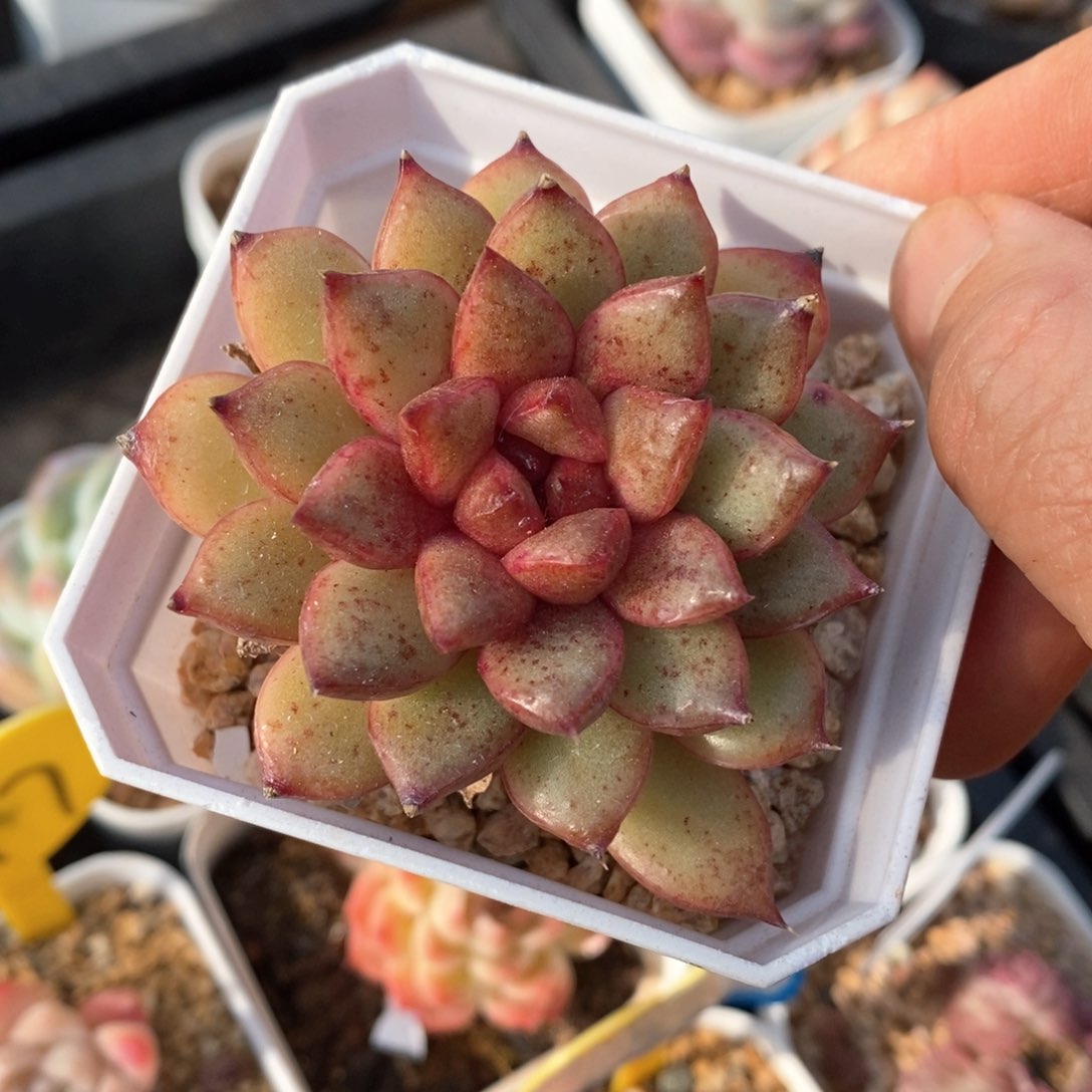 精品多肉一物柏不包整183