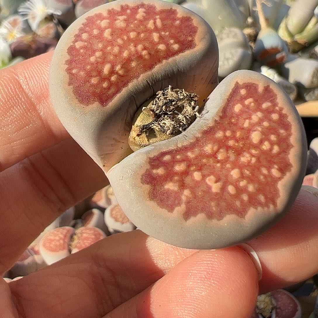 2864大美菊4.2厘米炸