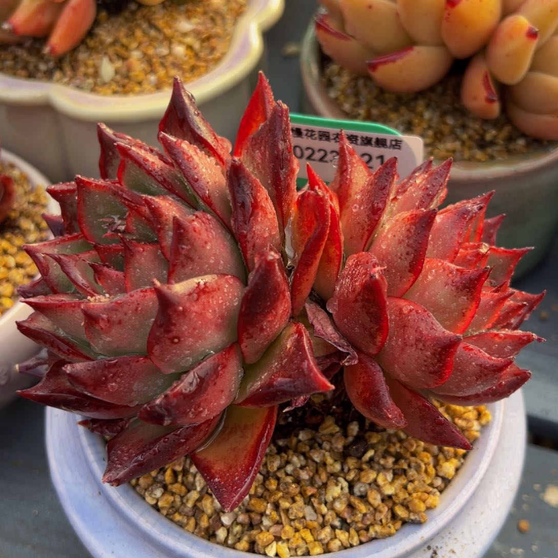 从前慢多肉精选编号0223.21