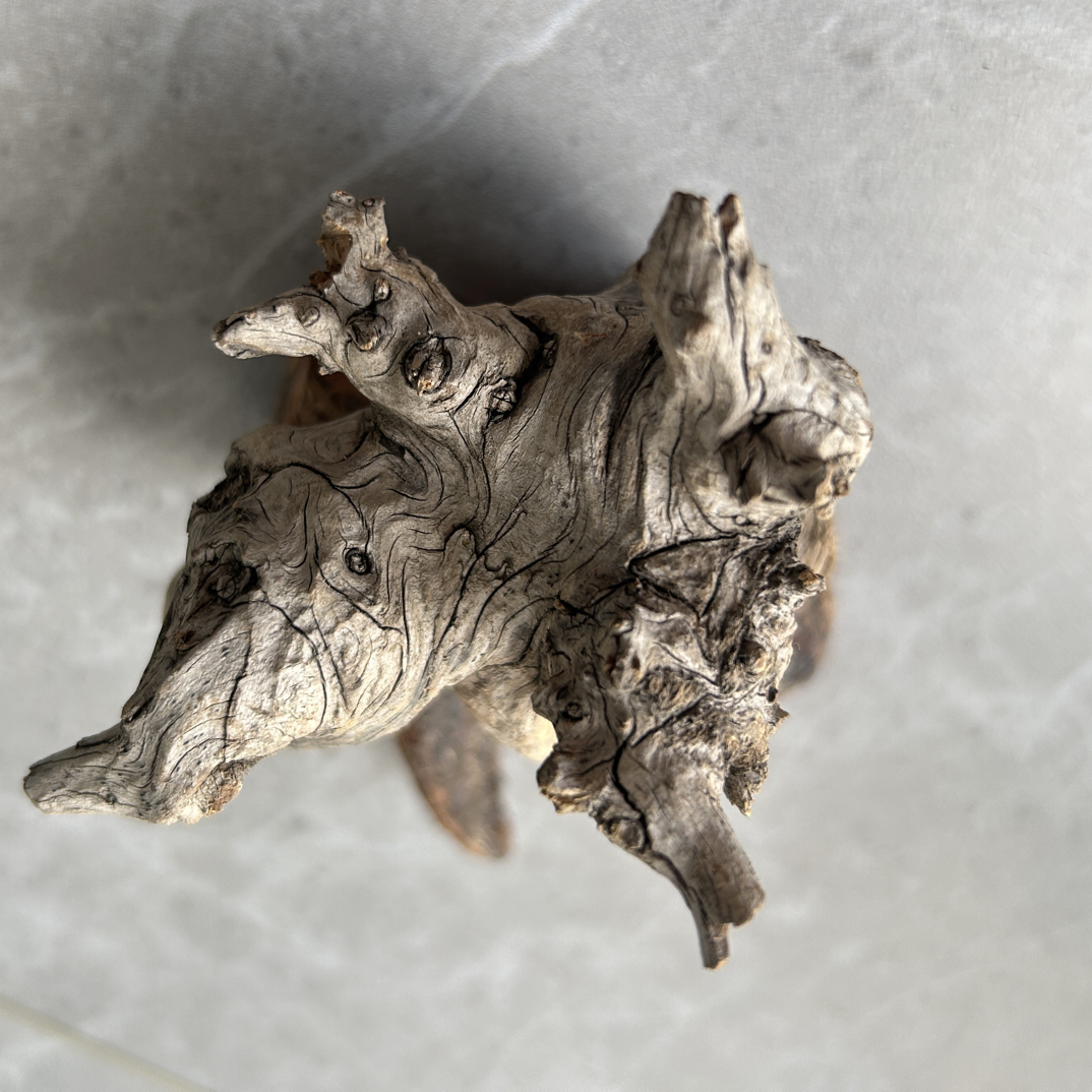 太行崖柏，崖崖柏柏