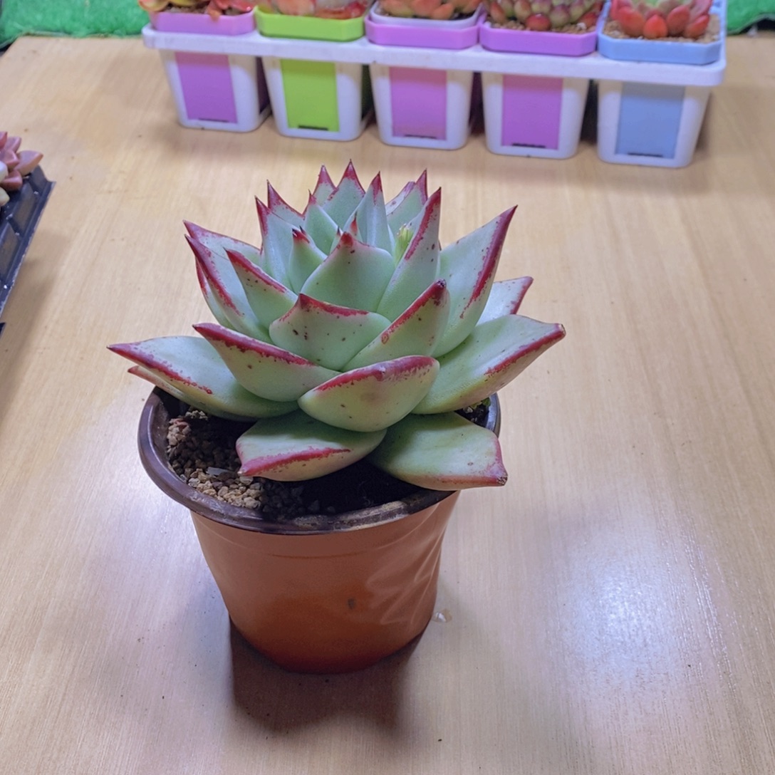 无花朵多肉植物乌木110