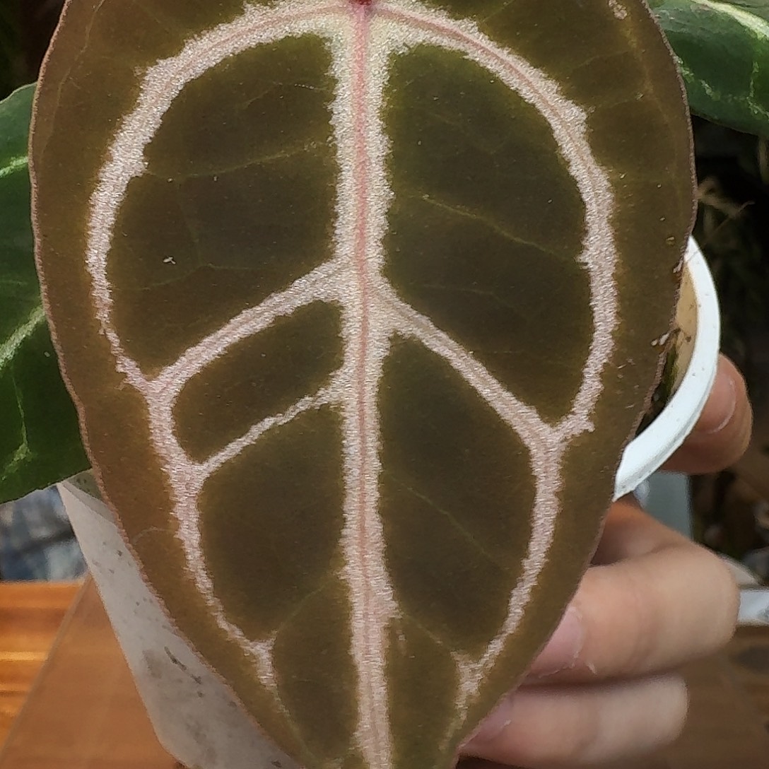 完全开放R180紫水晶杂银色闪光