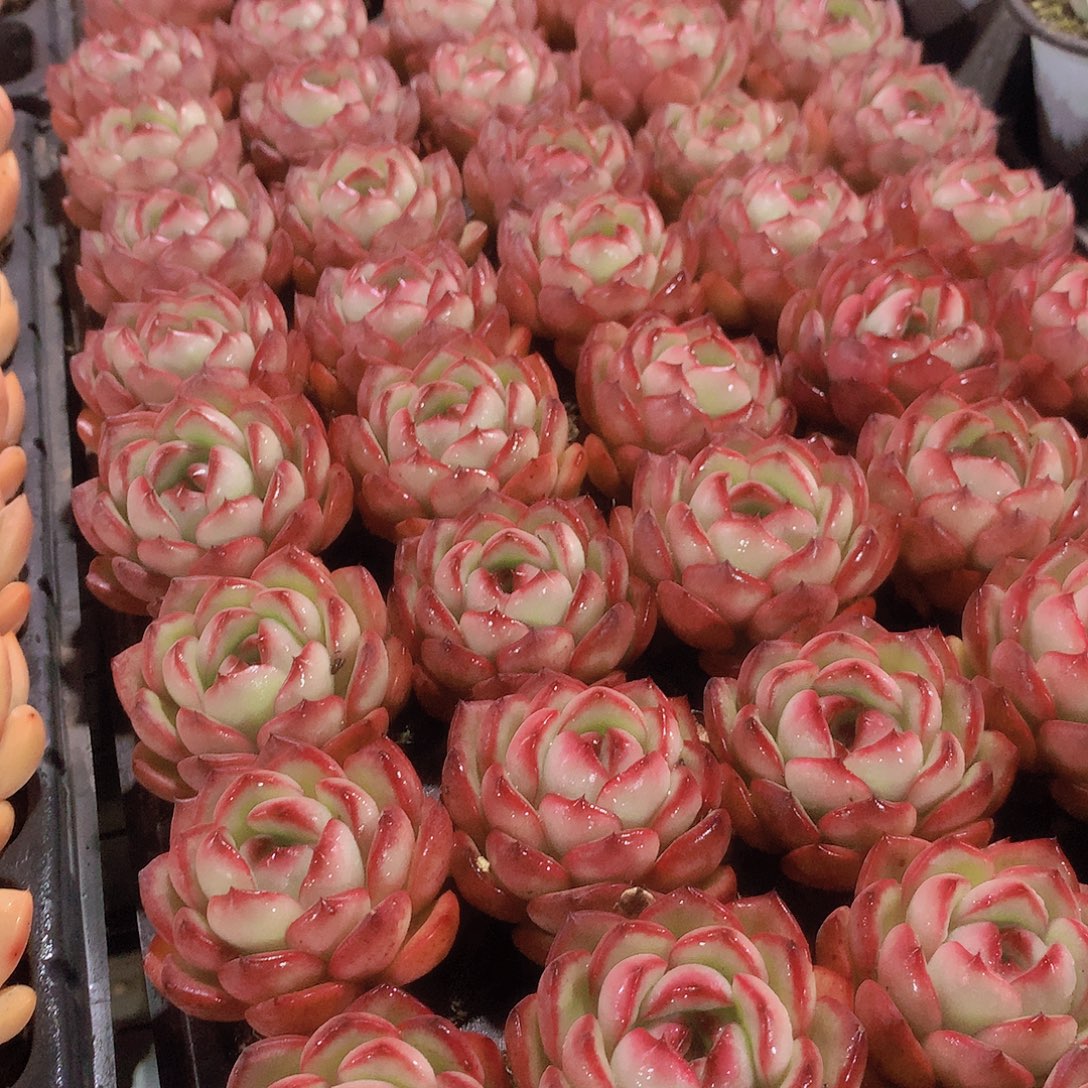 三颗花田错345678990000