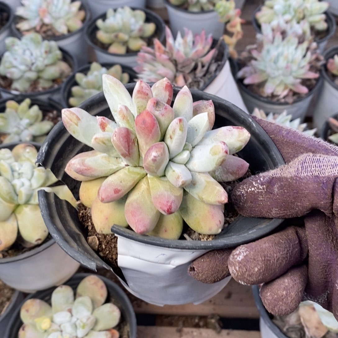 用****62144哈哈哈哈哈哈哈哈哈哈哈哈