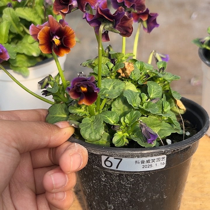 红陶抖音直播闪拍67