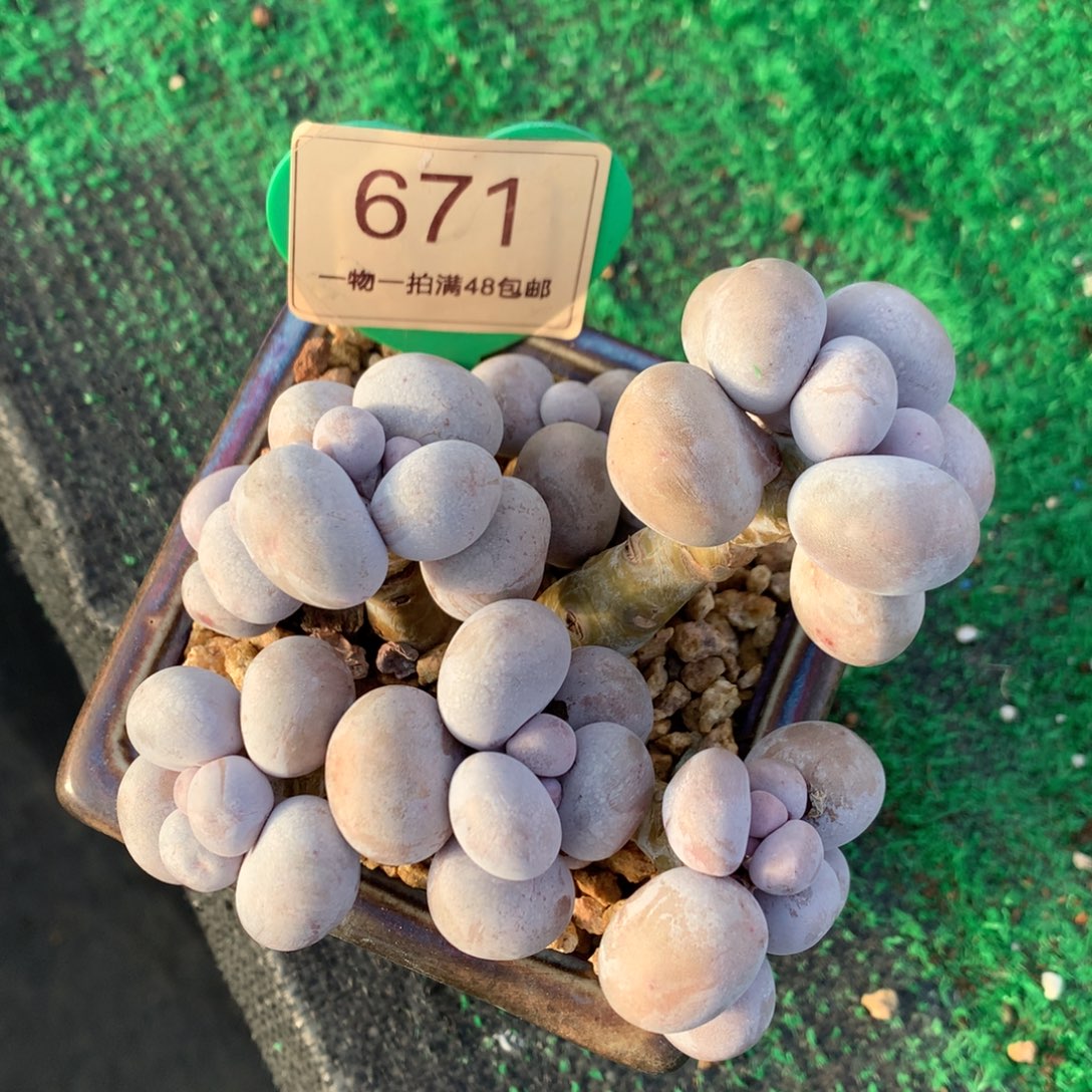 A***壳烟美人老桩无砍671