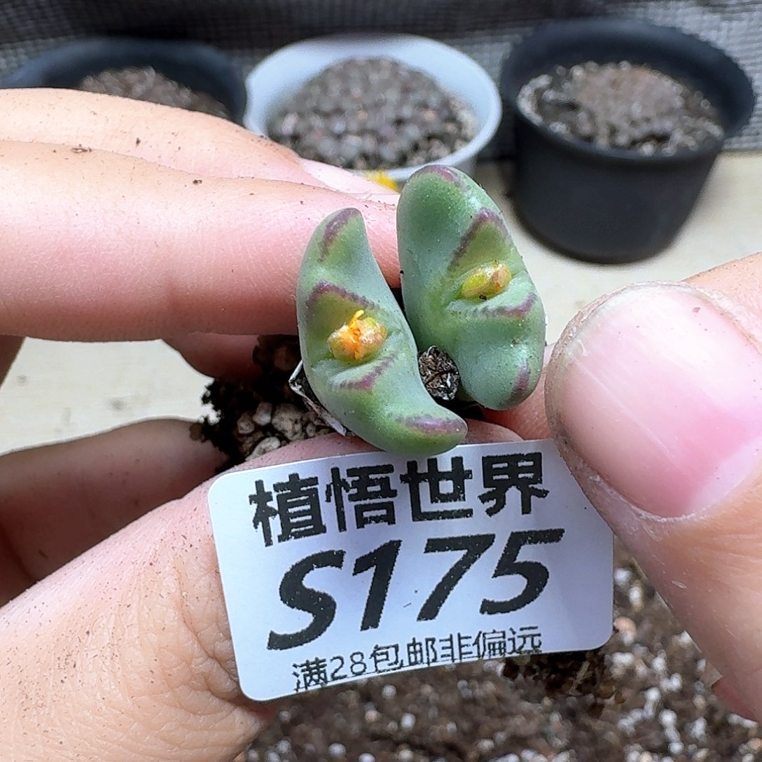 多人的润泽多肉植物