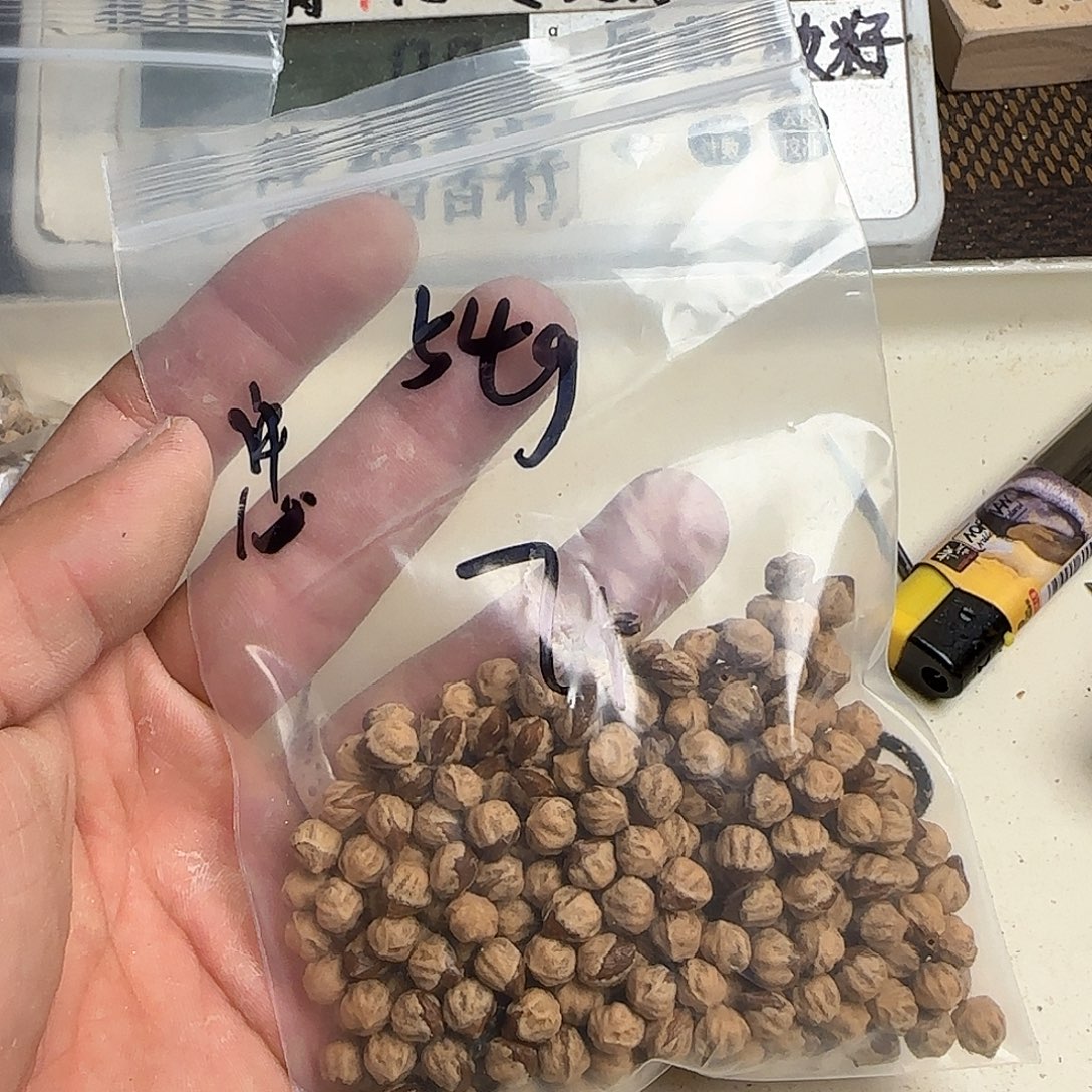 ****¹柏香籽/百香籽吊坠