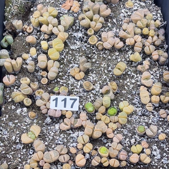 117脱土生石花一物一图如图带