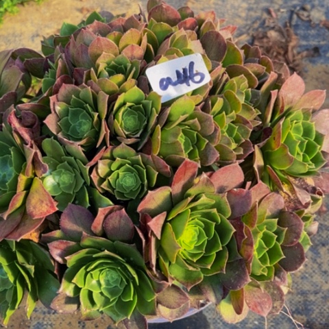 绿体万圣节朵朵多肉植物46多肉