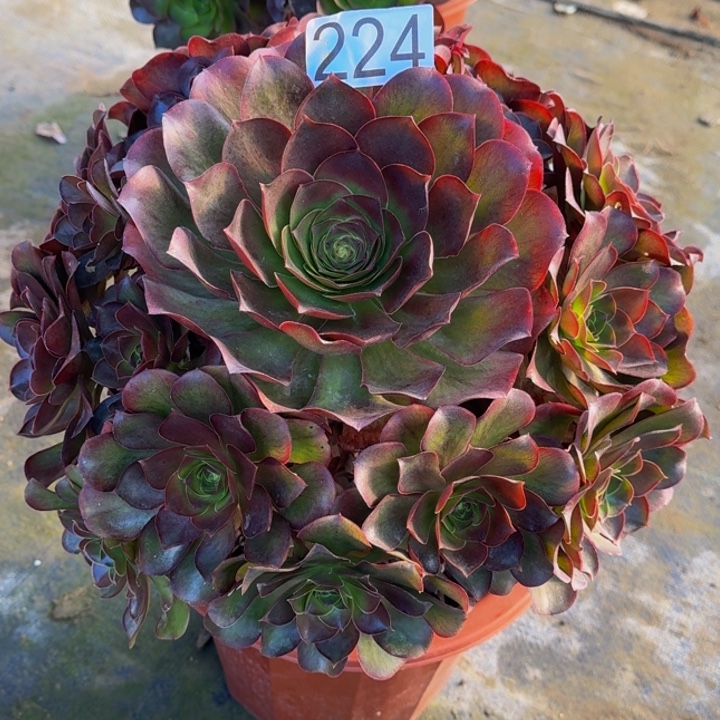 00000000224魅金玫瑰