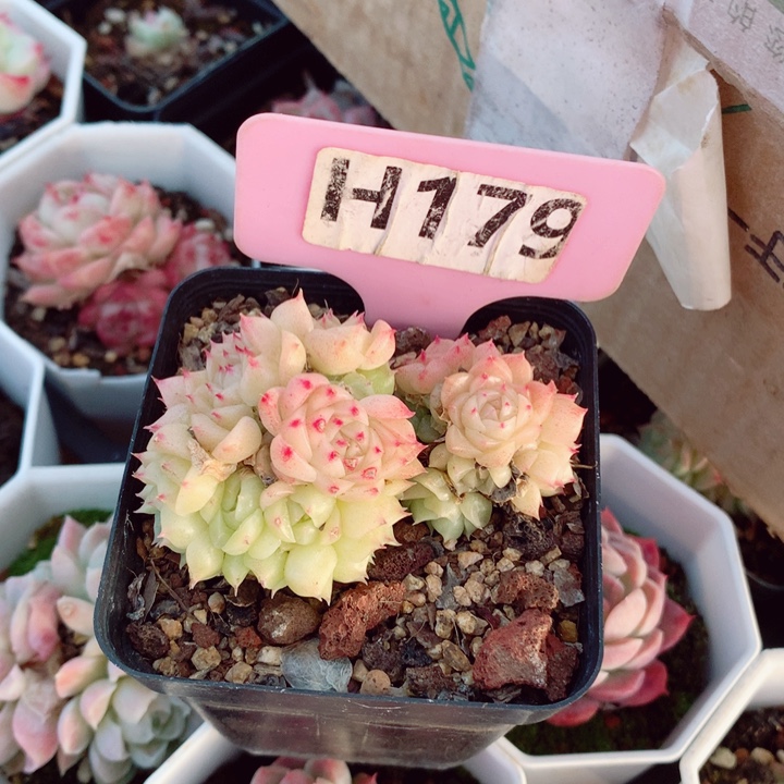 a**a麦秆6cm不包整群