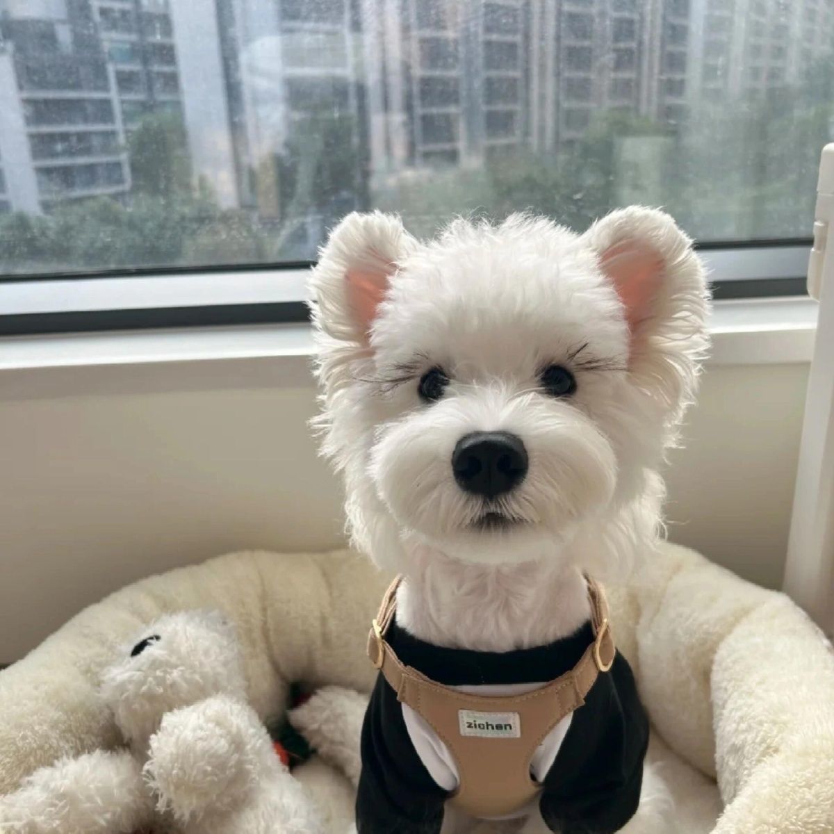纯白雪纳瑞老头狗小狗椒盐色幼犬狗狗真狗小型犬便宜幼崽学生宠物
